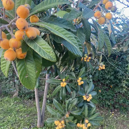 וילה Con Grande Giardino Vicino Di Campus *