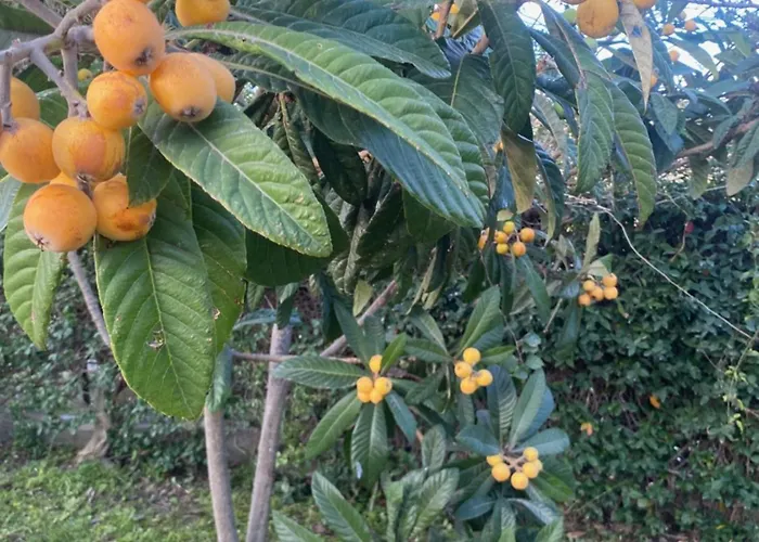 Vila Con Grande Giardino Vicino Di Campus *